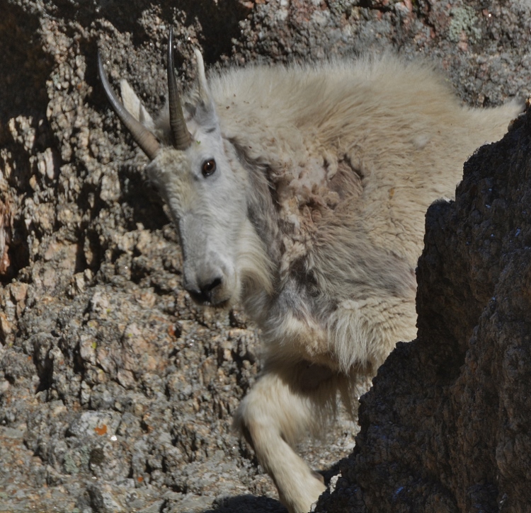 mountain goat on the loose